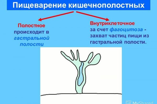Актуальное зеркало kraken